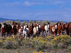 Herd of Horses